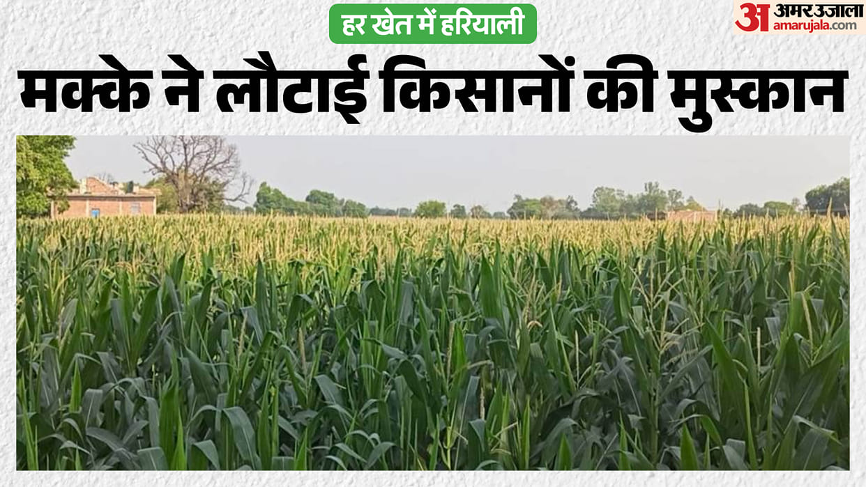UP Farmers Striking It Rich with Maize Cultivation Earning High Profits at Low Cost