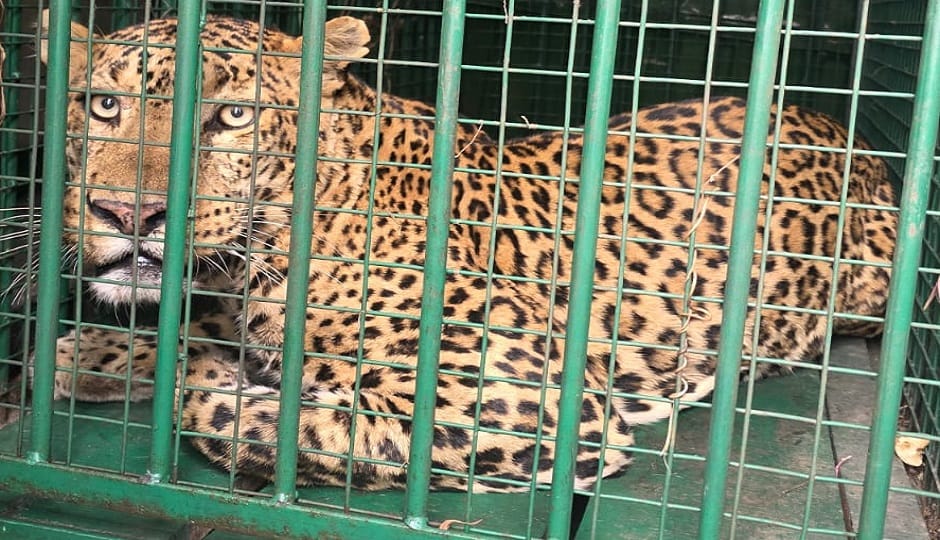 Leopard captured in cage in Fatehpur range