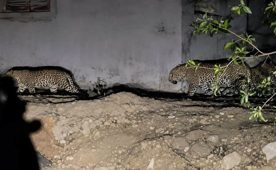 Rajsamand News: Three Panthers Stray Towards Residential Area Amid Scorching Heat, Panic Spreads in Region
