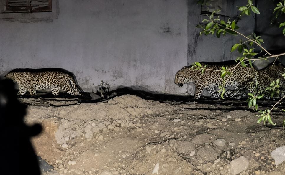 Rajsamand News: Three Panthers Stray Towards Residential Area Amid Scorching Heat, Panic Spreads in Region