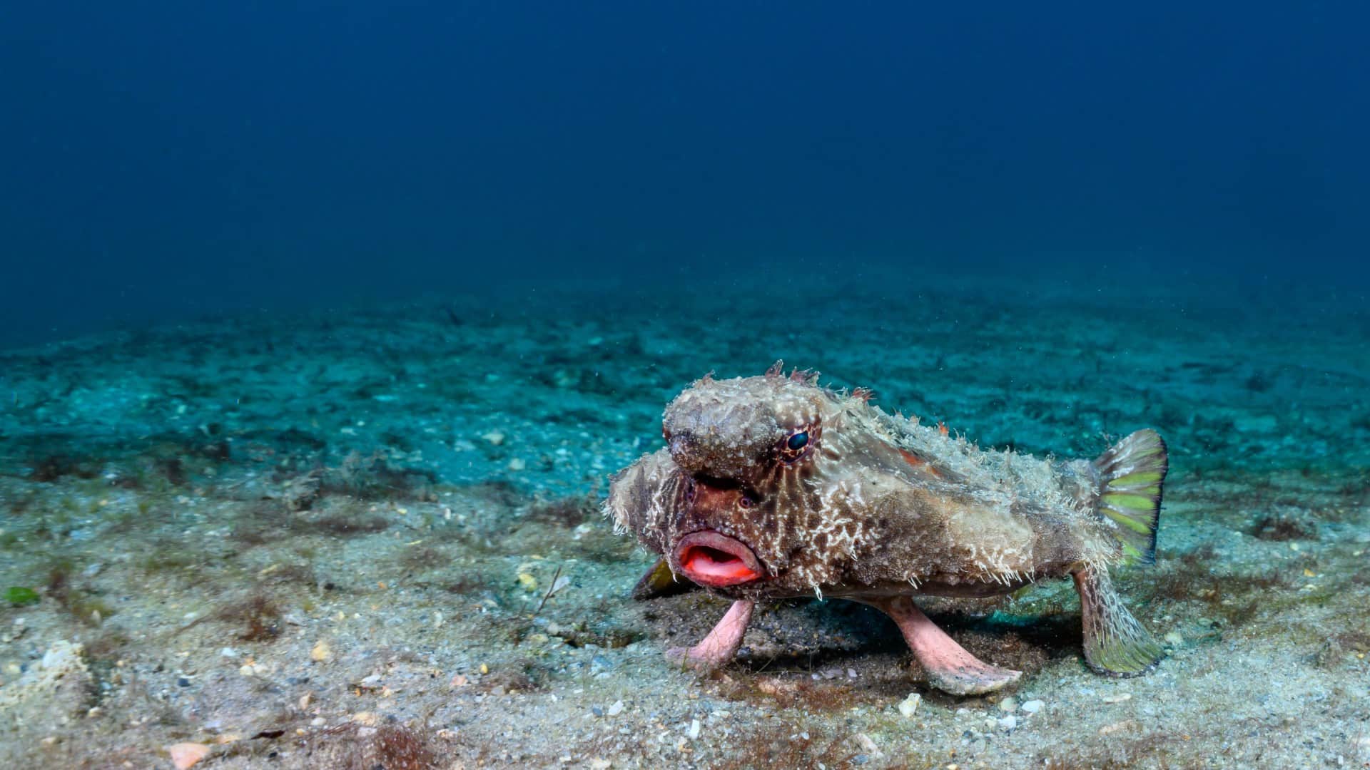 Red lipped batfish world unique fish who walks on ocean floor with red lipstick lips