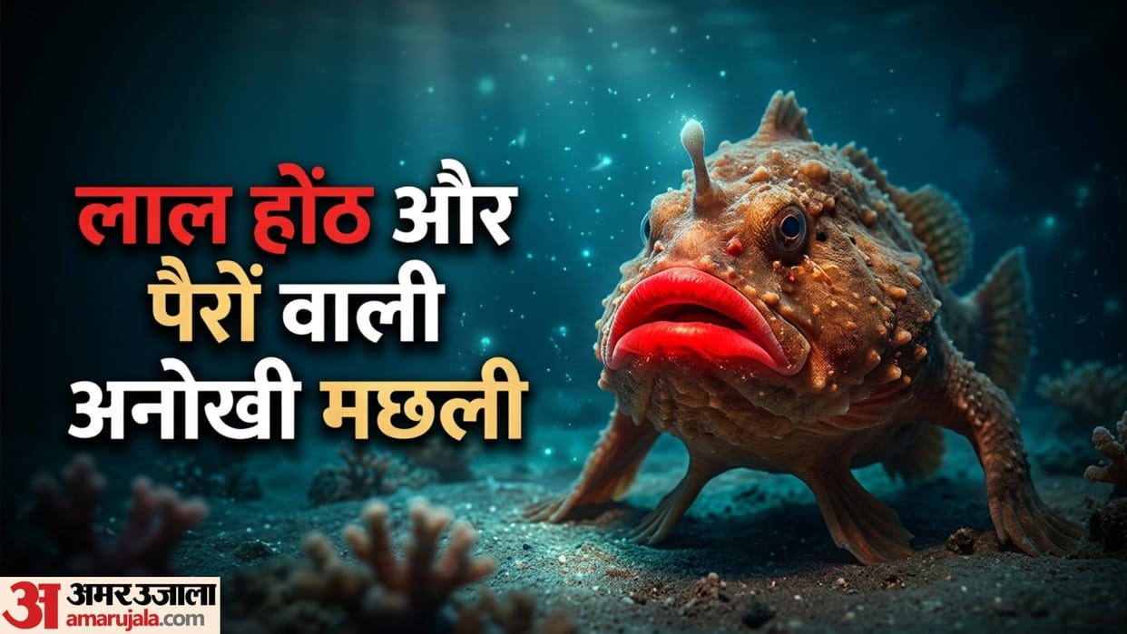 Red lipped batfish world unique fish who walks on ocean floor with red lipstick lips