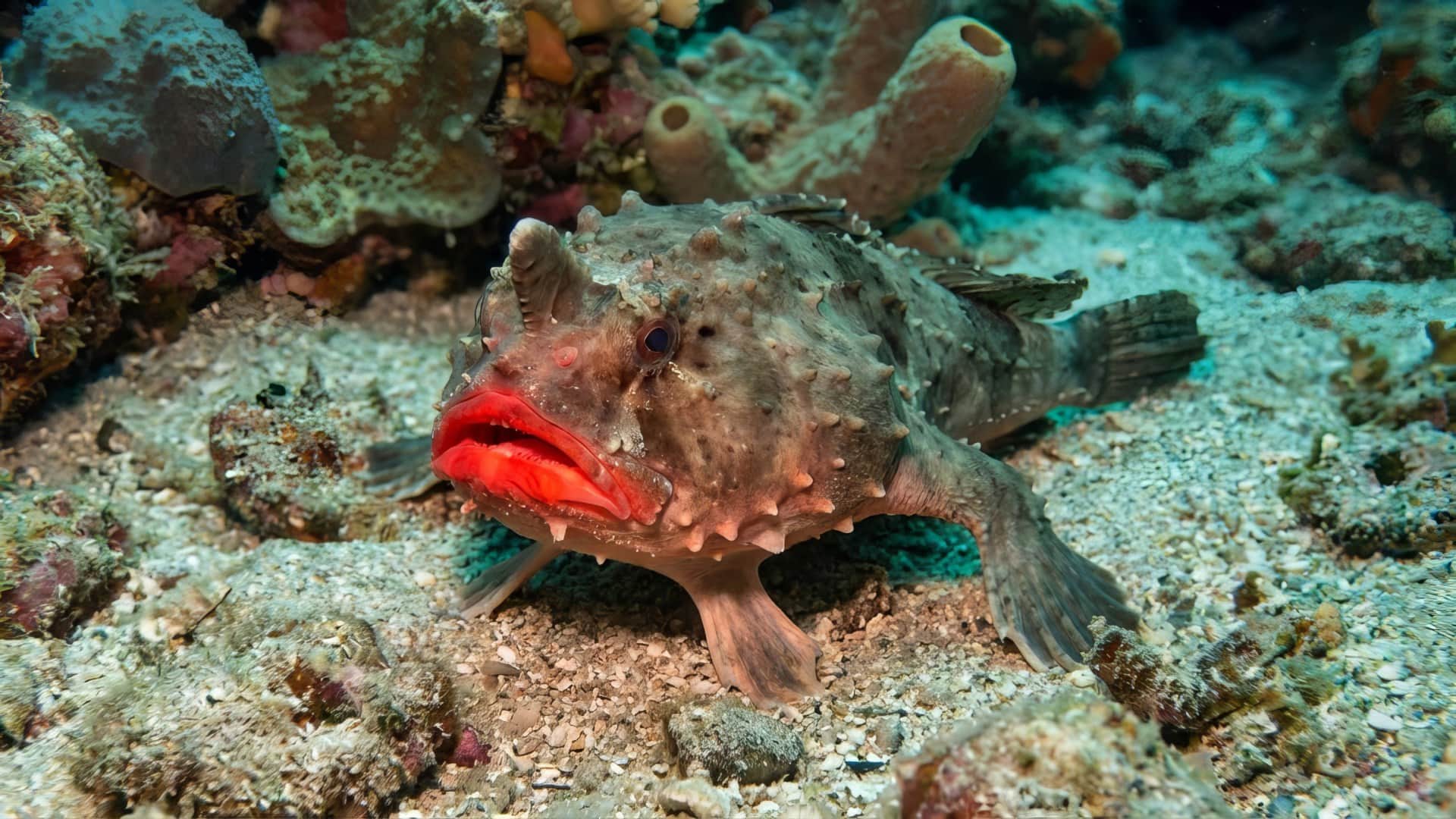 Red lipped batfish world unique fish who walks on ocean floor with red lipstick lips