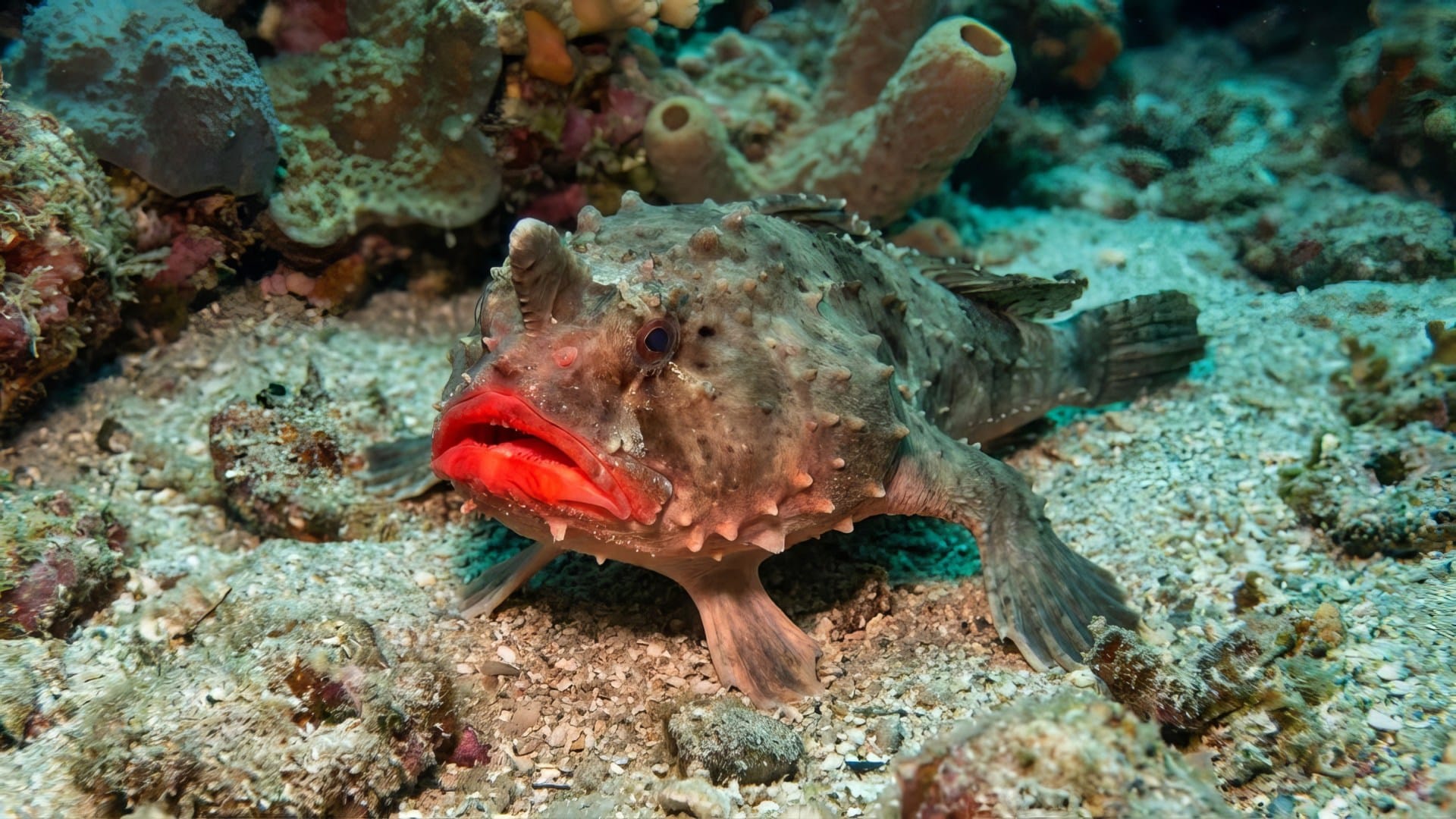 Red Lipped Batfish:ये मछली तैरती नहीं चलती है, लाल होंठ वाली इस प्रजाति ...