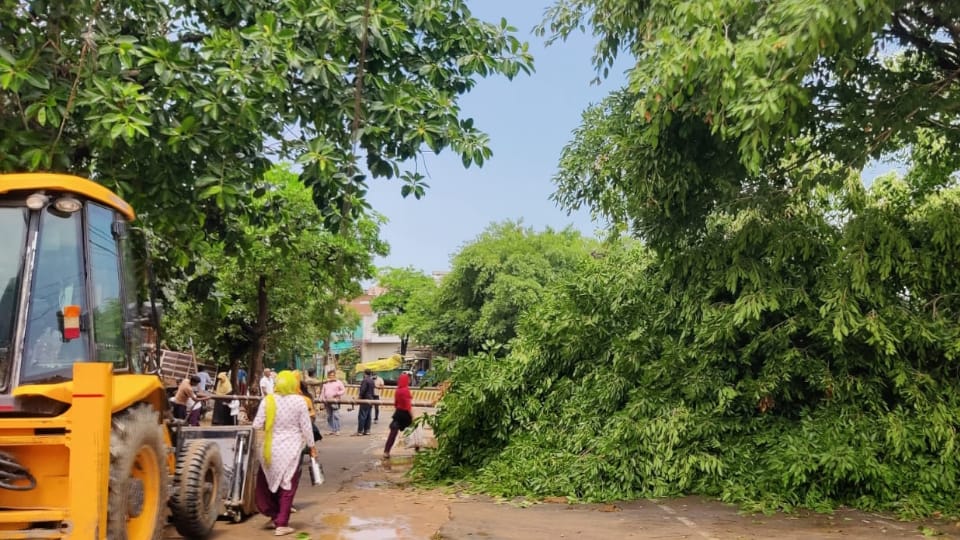 old tree toppled within the Garh Court Complex amidst a storm and rain In Hapur Garh region