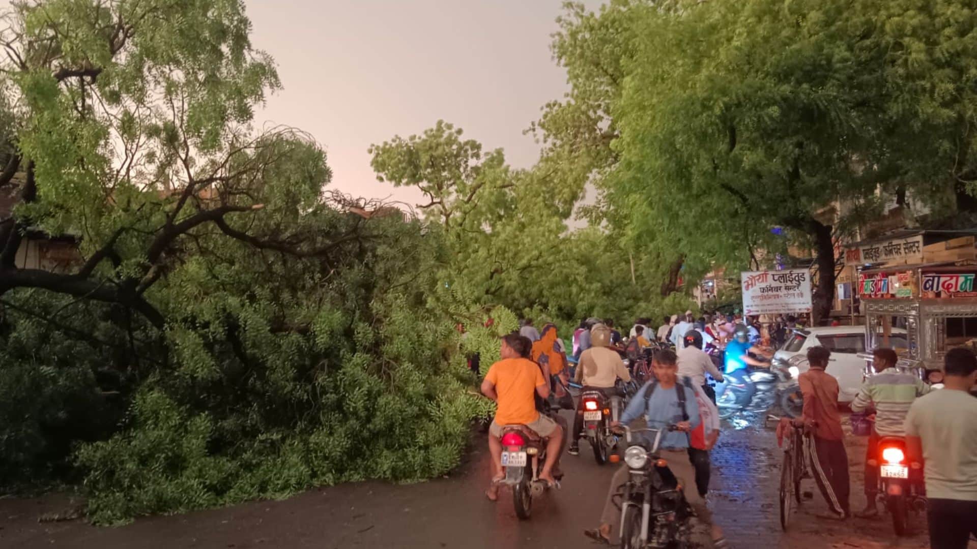 कछवां क्षेत्र में पेड़ गिरने से बाधित हुआ मार्ग।