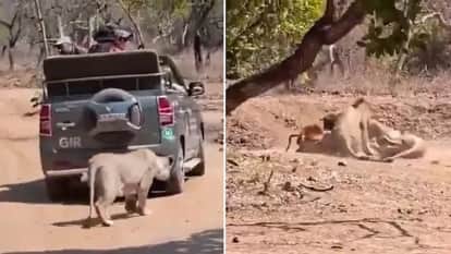 Lion and lioness attack on cow during tourists jungle safari in gir national park video goes viral