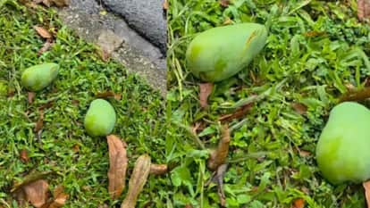 singapore strict laws fine for picking mango public tree viral news in hindi