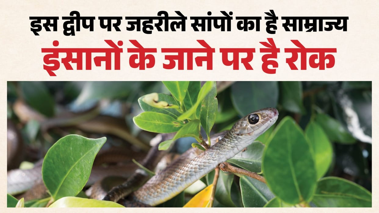 snake island ilha da queimada grande where humans are banned snake news in hindi
