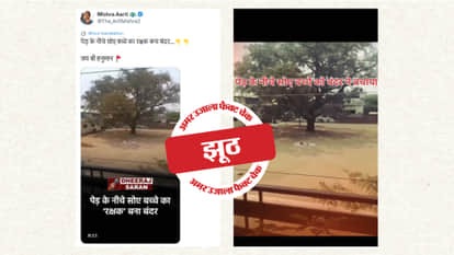 Fact Check: Video of saving a girl sleeping under a tree is made using AI
