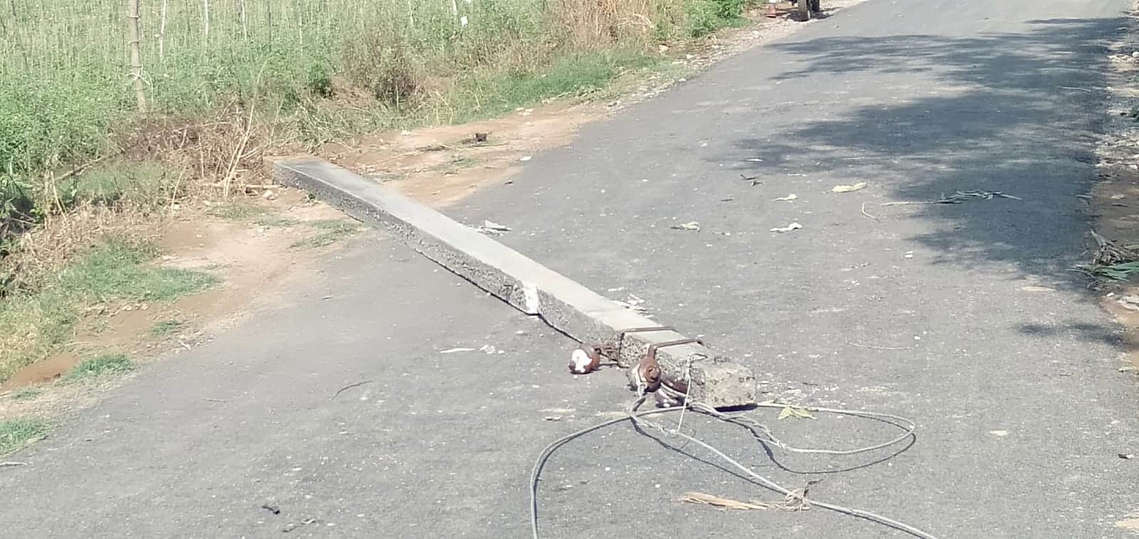20-Minute Storm Wreaks Havoc in Western UP, Trees and Power Poles Fall, Power Supply Disrupted