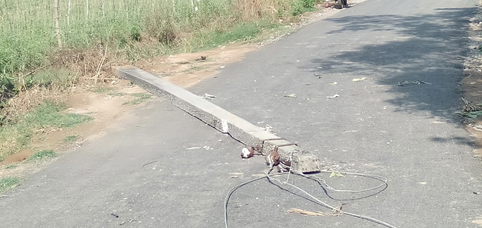 20-Minute Storm Wreaks Havoc in Western UP, Trees and Power Poles Fall, Power Supply Disrupted