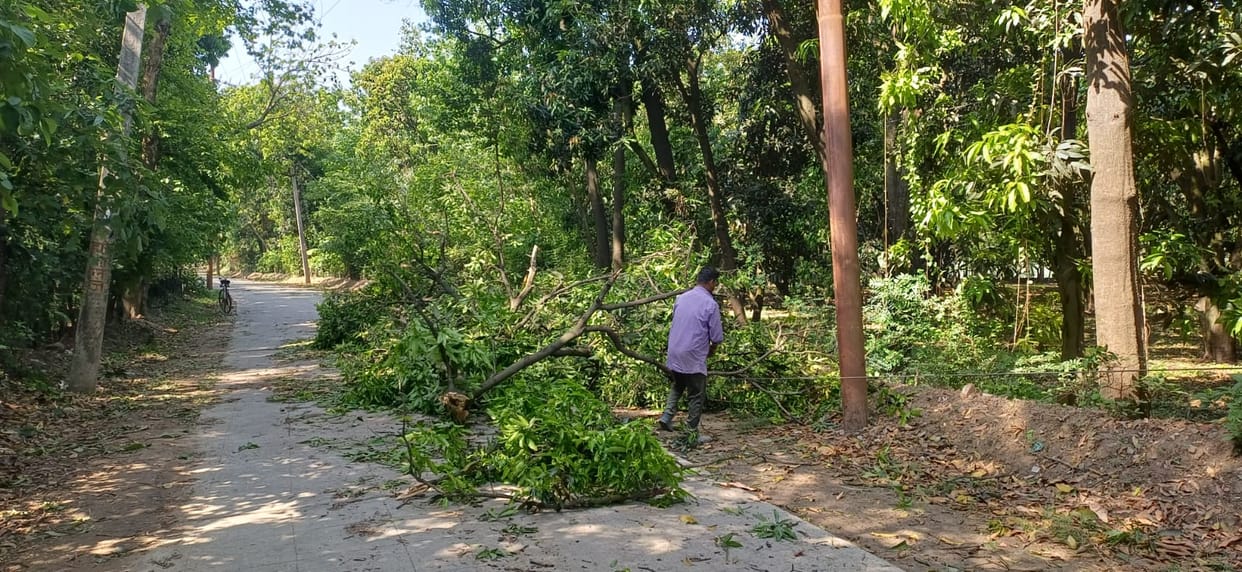 20-Minute Storm Wreaks Havoc in Western UP, Trees and Power Poles Fall, Power Supply Disrupted