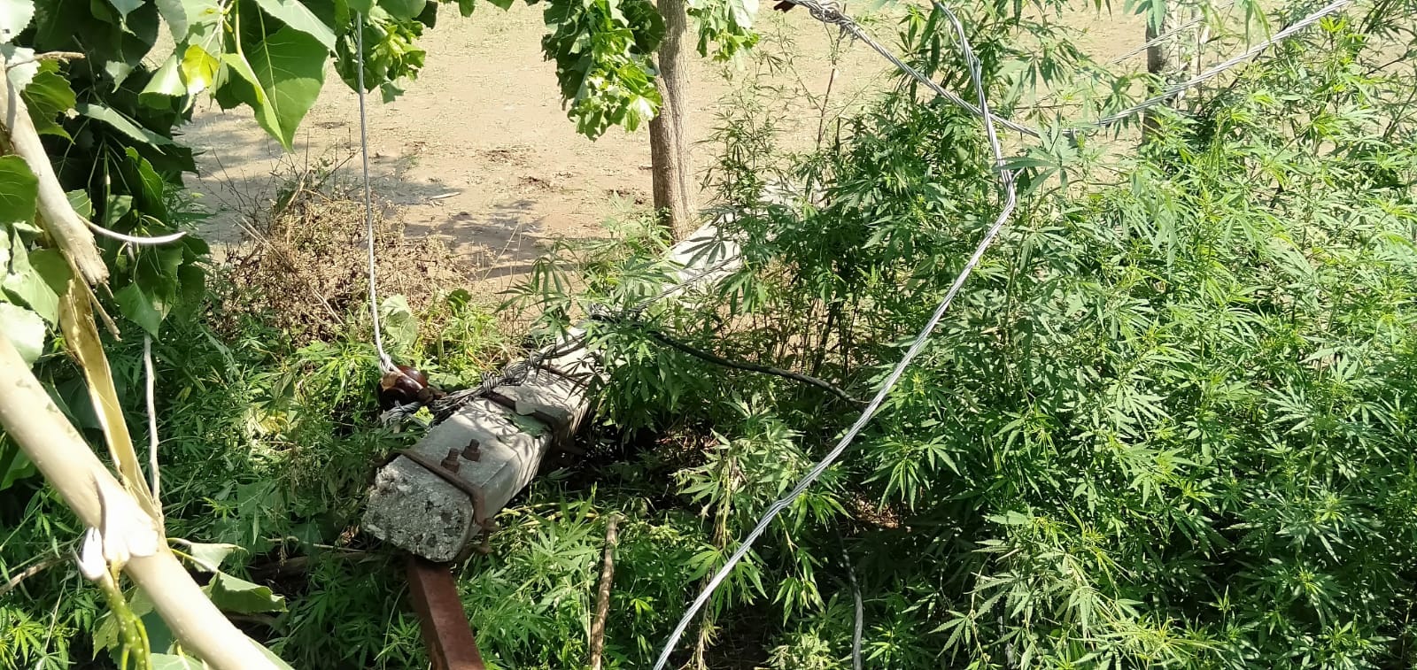 20-Minute Storm Wreaks Havoc in Western UP, Trees and Power Poles Fall, Power Supply Disrupted