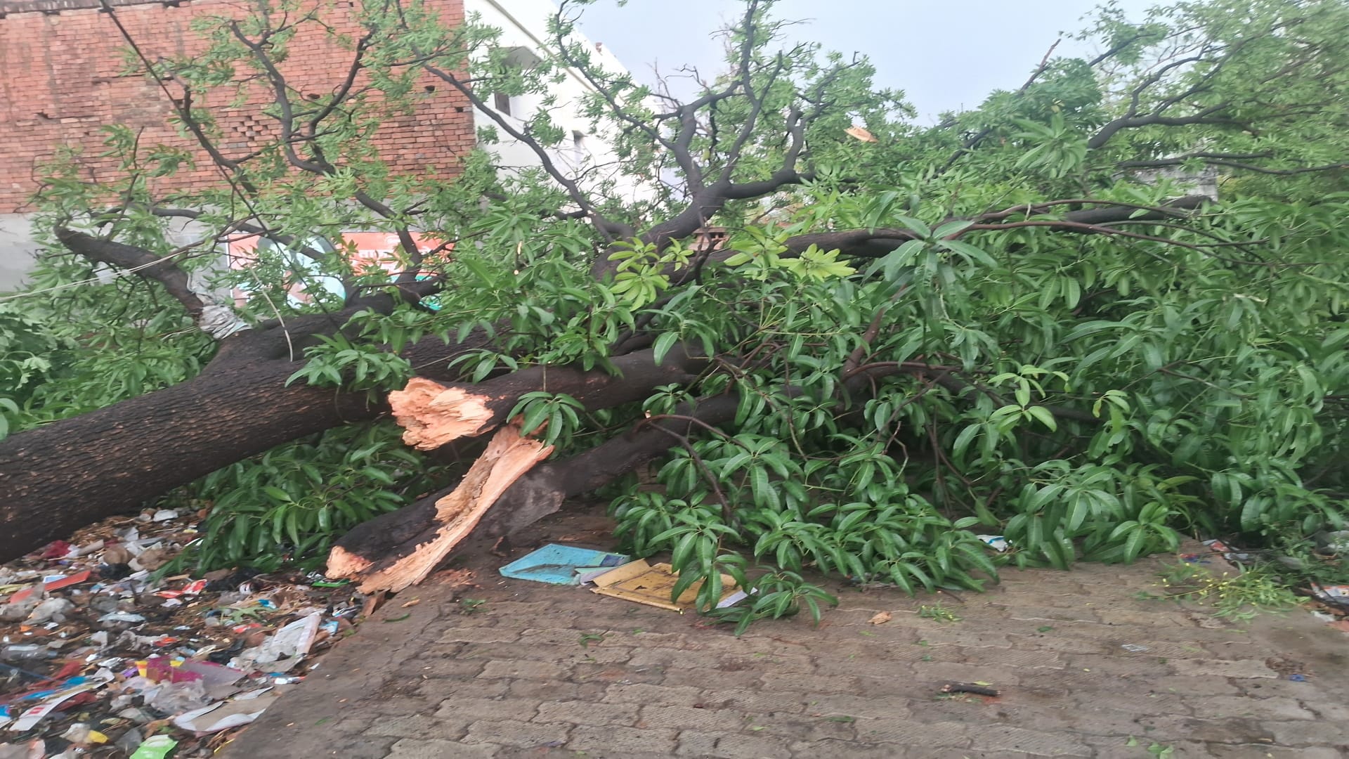 Prayagraj News: Storm killed 21 people in Prayagraj, damaged 16 houses, injured several others.