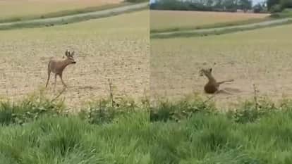 France drunk deer dancing viral video wildlife Police Alert For Drivers