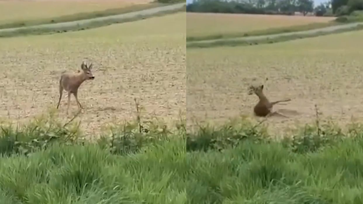 France drunk deer dancing viral video wildlife Police Alert For Drivers