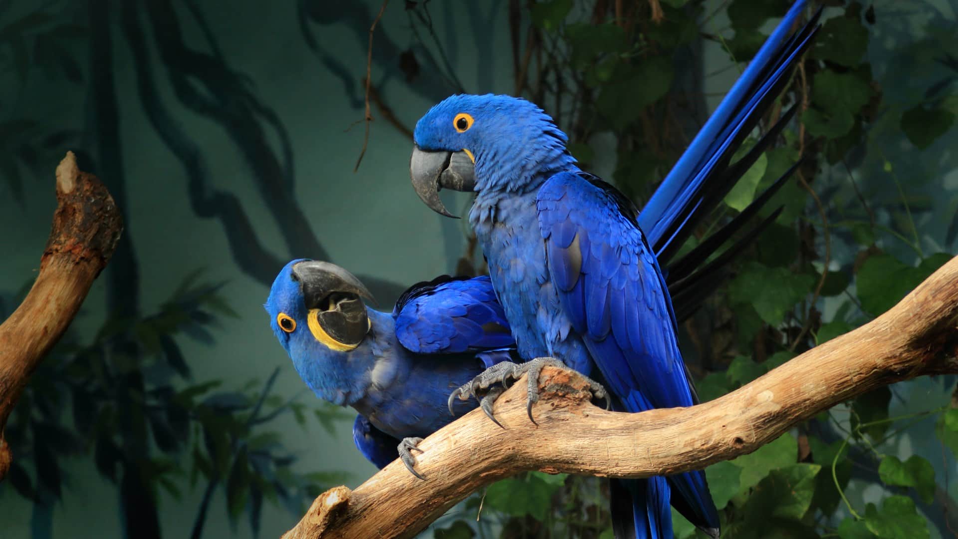 world most expensive parrot hyacinth macaw price equivalent to a new car