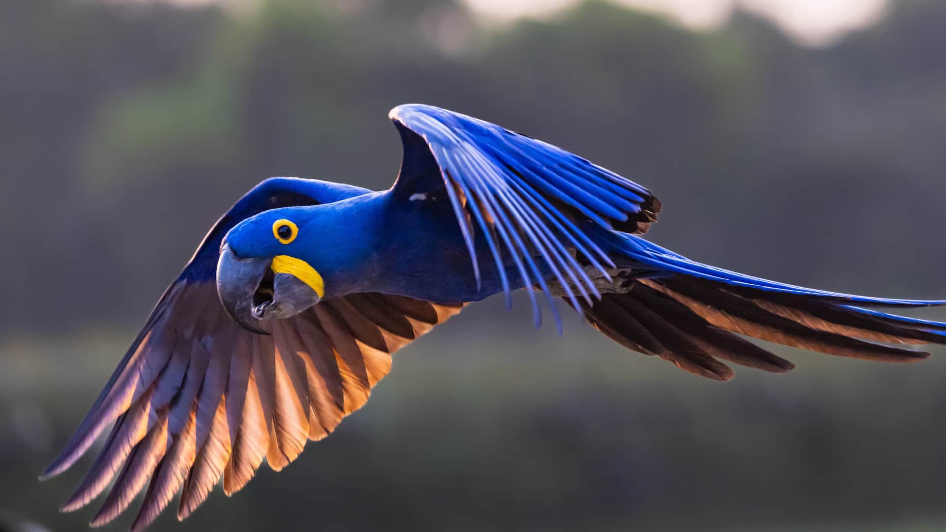 world most expensive parrot hyacinth macaw price equivalent to a new car