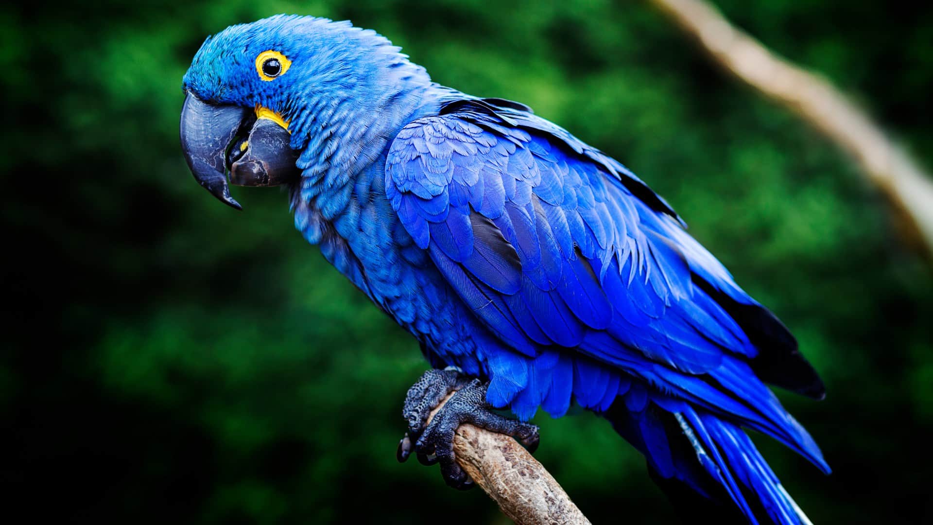 world most expensive parrot hyacinth macaw price equivalent to a new car