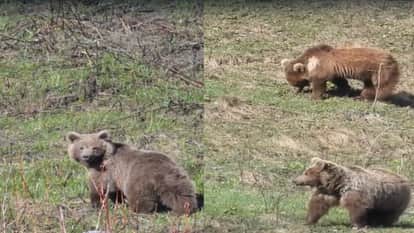 Rare Himalayan Brown Bears Spotted in Rakcham Chitkul Wildlife Sanctuary Video: