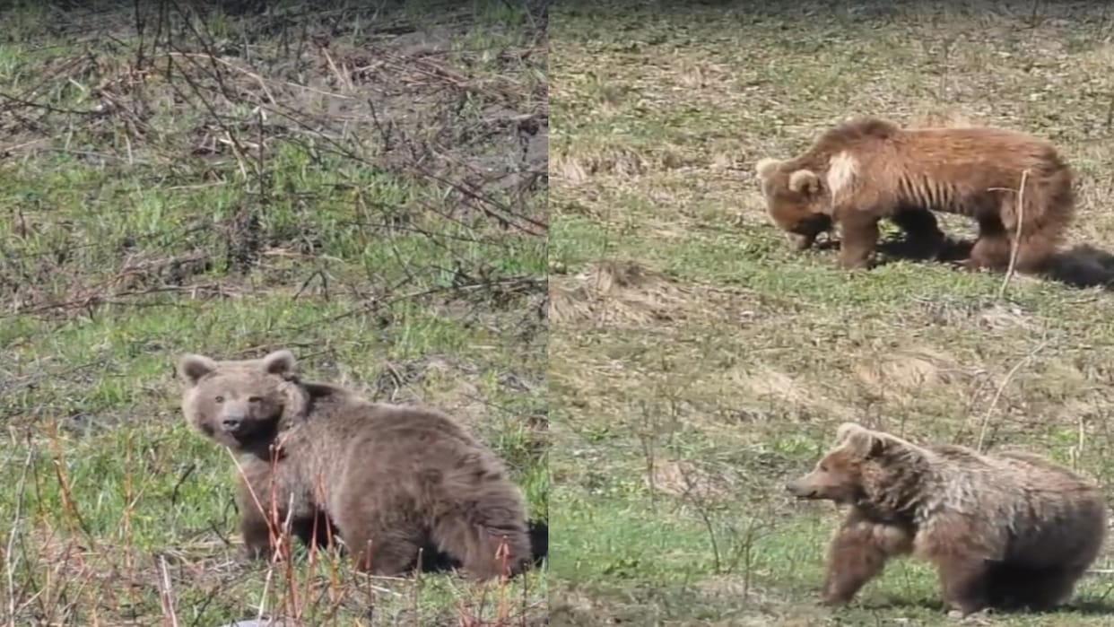 Rare Himalayan Brown Bears Spotted in Rakcham Chitkul Wildlife Sanctuary Video: