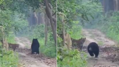 Bear lunges at tiger then flees in reverse in Lakhimpur Kheri