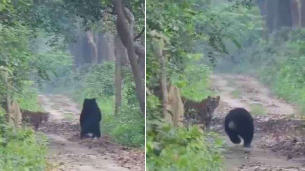 Bear lunges at tiger then flees in reverse in Lakhimpur Kheri