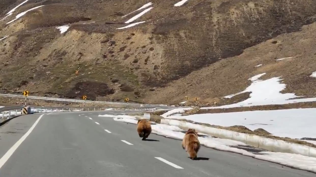 Viral news Two Rare Brown Himalayan Bears Seen Running On Mountain Road In India Video Goes Viral