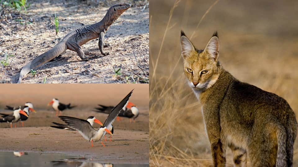 Chambal Emerges as a Safe Haven for Endangered Species From Gharials to Civet Cats