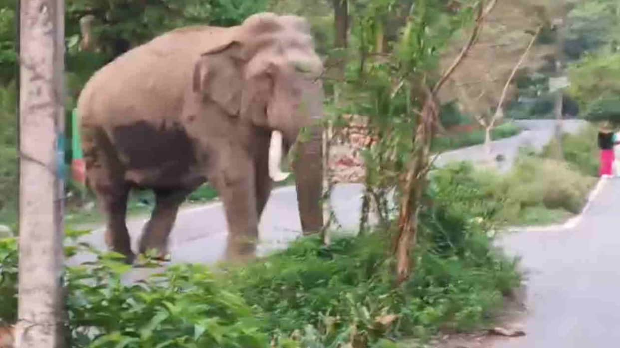 Relocating tusker is a major challenge for Forest Department elephant claimed four lives in two years