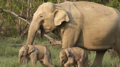 Bijnor: Elephant gives birth to two babies in Corbett Tiger Reserve, tourist clicks picture, goes viral