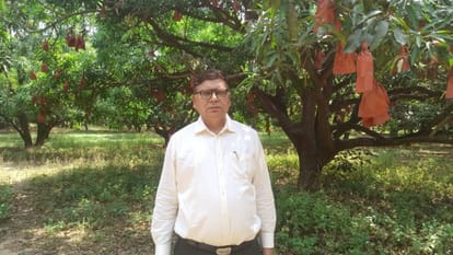 UP: Unseasonal storms and rains have left mango farmers frustrated