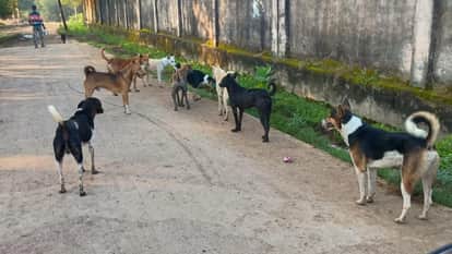 Lalitpur: कुत्तों के झुंड बन रहे खतरा, राहगीरों पर कर रहे हमला, जनपद में हर माह 400 से अधिक हो रहे शिकार