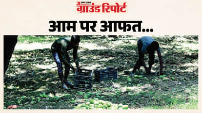 UP: Unseasonal storms and rains have left mango farmers frustrated