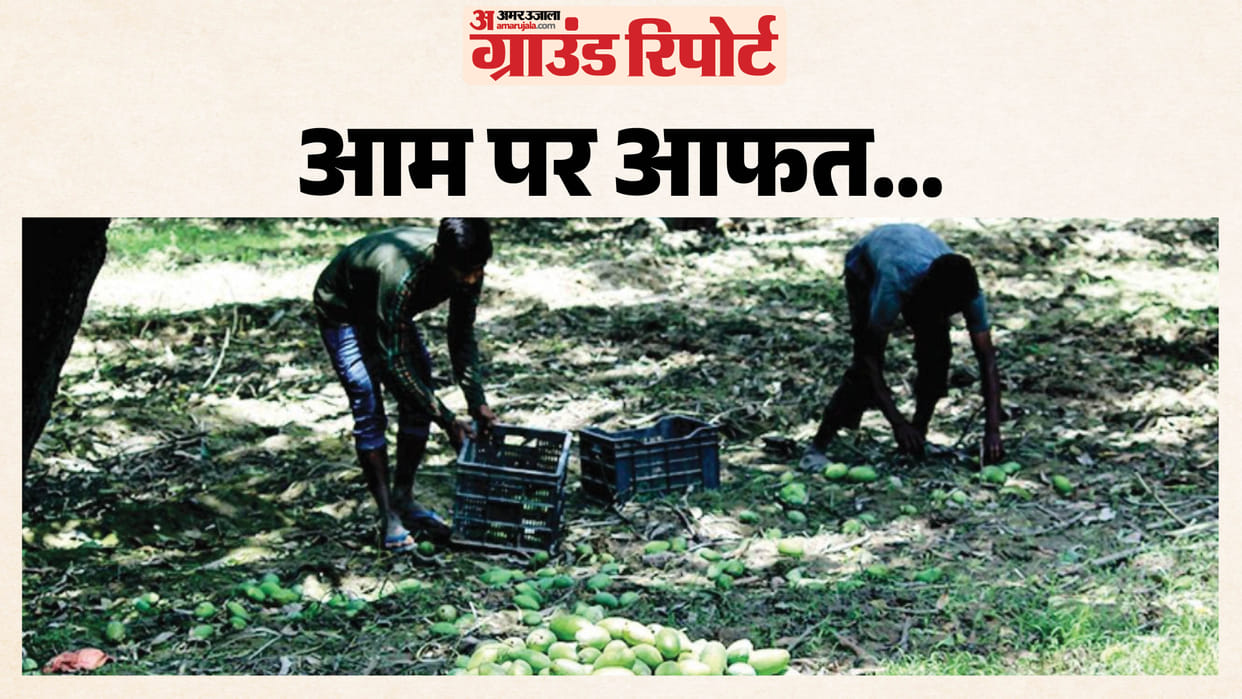 UP: Unseasonal storms and rains have left mango farmers frustrated