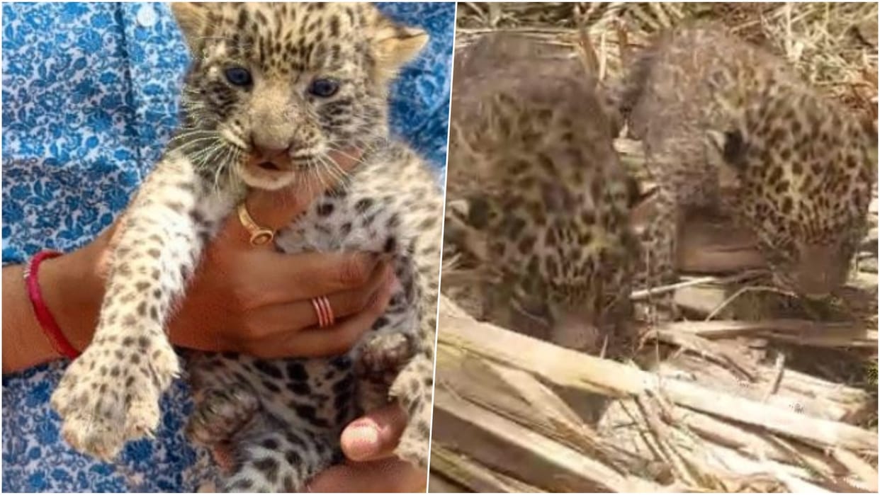 Rajsamand News: Two Leopard Cubs Found in Sugarcane Field, Mother Takes Them Away at Night