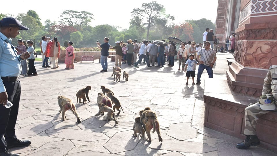 Monkey Menace at Taj Mahal and Agra Fort Creates Panic Among Tourists