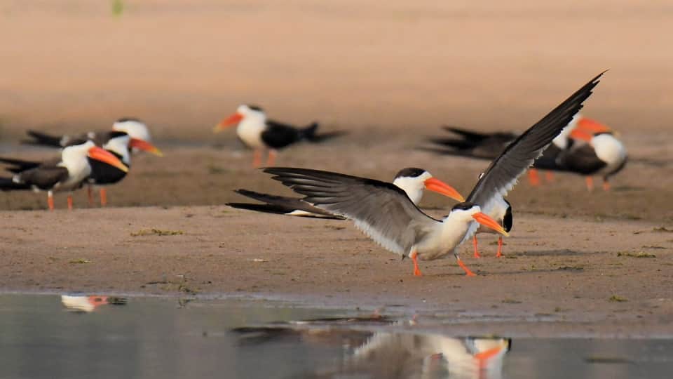 Chambal Emerges as a Safe Haven for Endangered Species From Gharials to Civet Cats