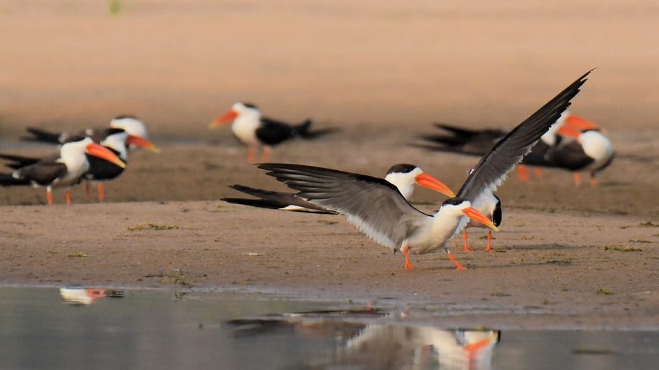 Chambal Emerges as a Safe Haven for Endangered Species From Gharials to Civet Cats