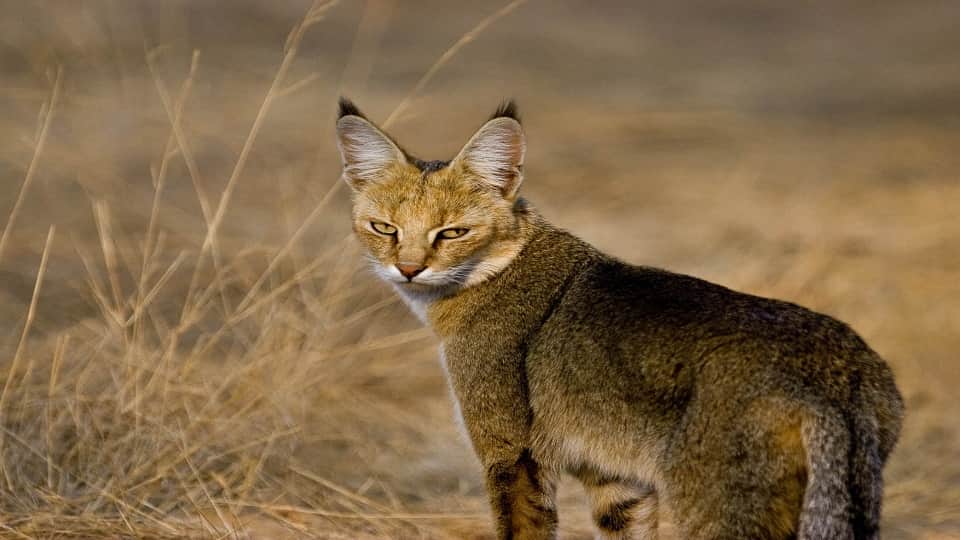 Chambal Emerges as a Safe Haven for Endangered Species From Gharials to Civet Cats