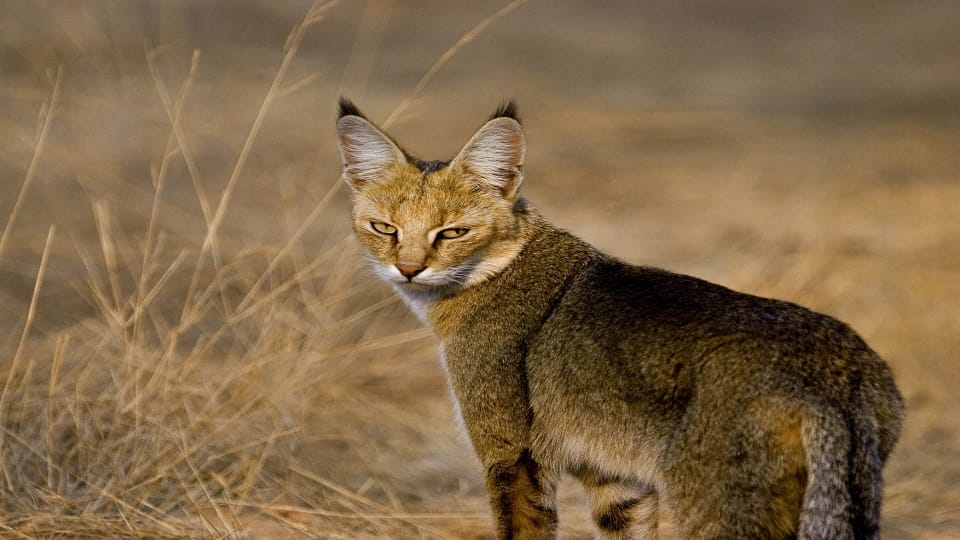 Chambal Emerges as a Safe Haven for Endangered Species From Gharials to Civet Cats