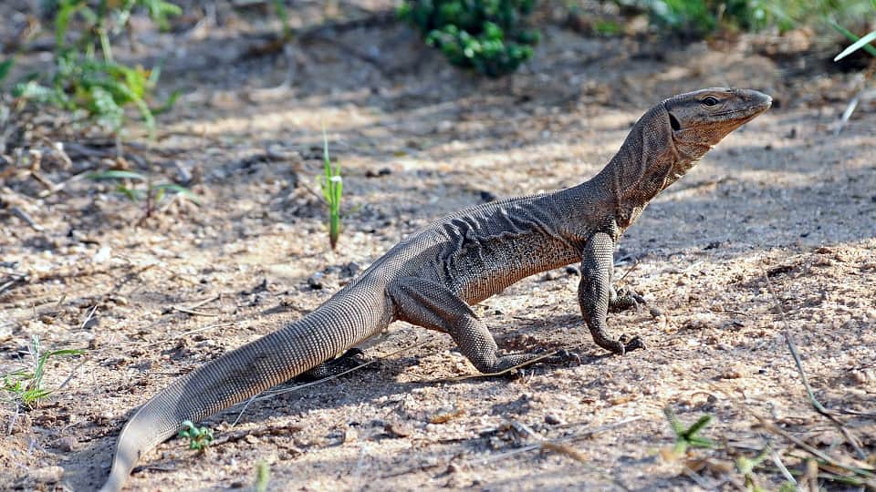 Chambal Emerges as a Safe Haven for Endangered Species From Gharials to Civet Cats