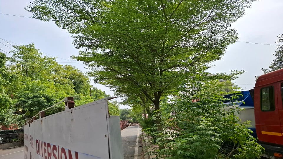 CEC Seeks Revised Tree-Cutting List for Metro Project