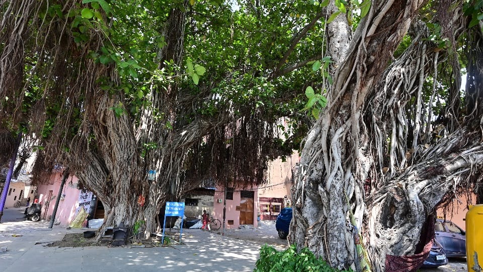 Old Banyan Trees Stand Tall Extending Lifespans of Chandigarh Residents Vat savitri vrat today