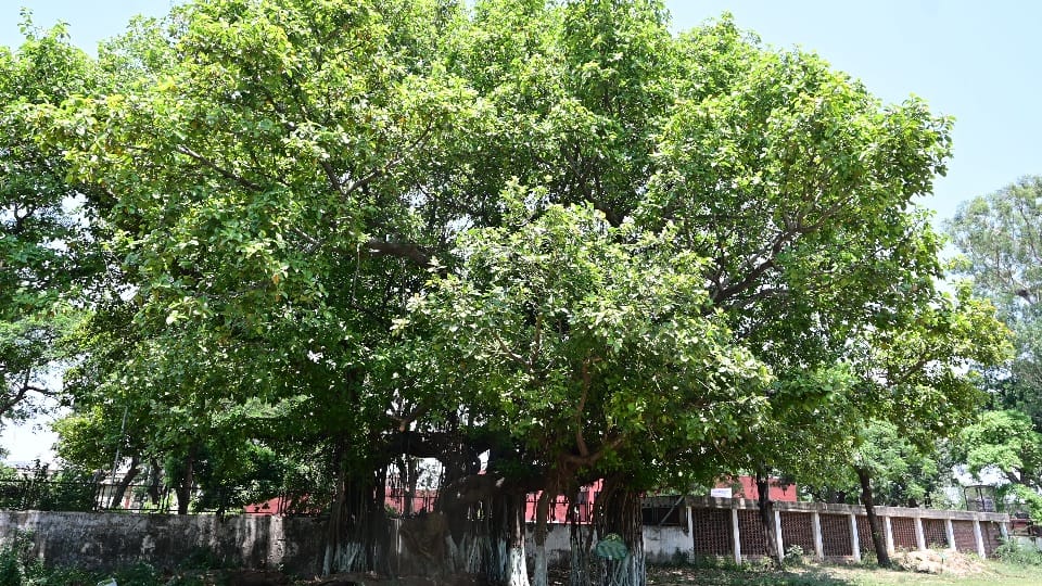 Old Banyan Trees Stand Tall Extending Lifespans of Chandigarh Residents Vat savitri vrat today