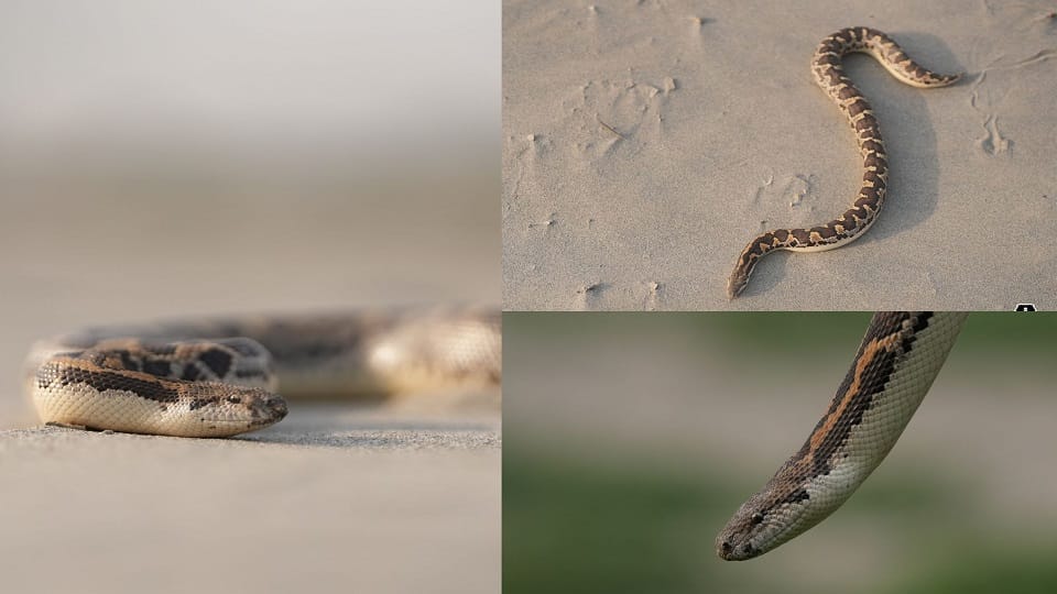 Three Snakes Enter Warehouse Wildlife SOS Team Rescues Them