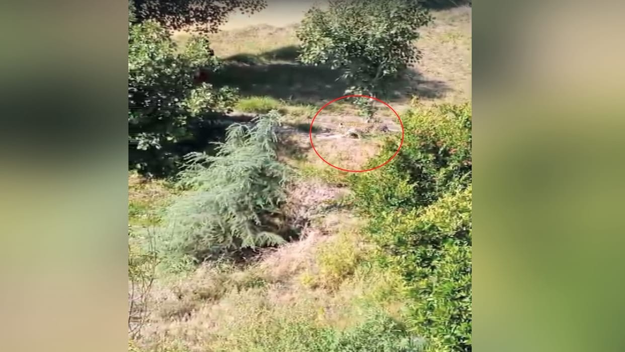 Kullu: Injured Leopard Enters Dehra Panchayat; Attempts to Attack Residents—Watch Video