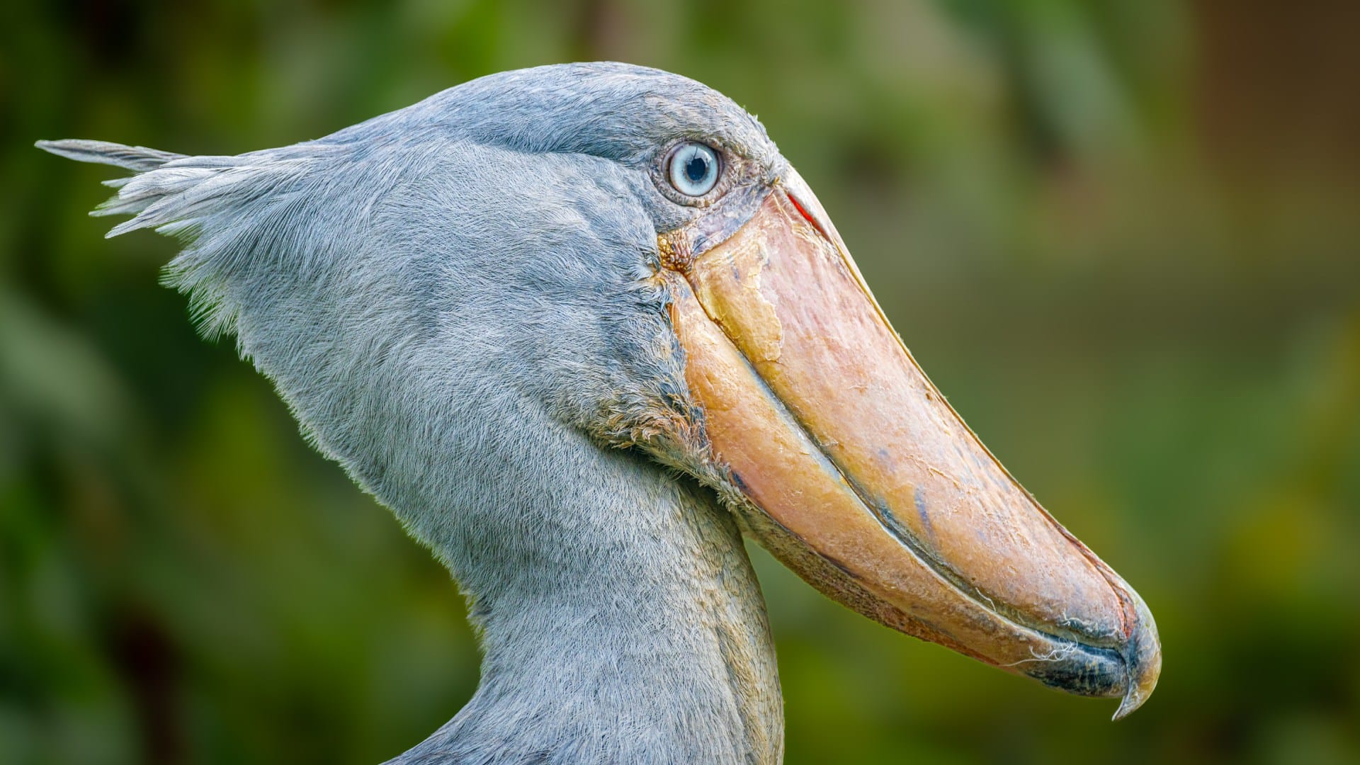 Most stupid bird shoebill which attacks crocodile without any hesitation