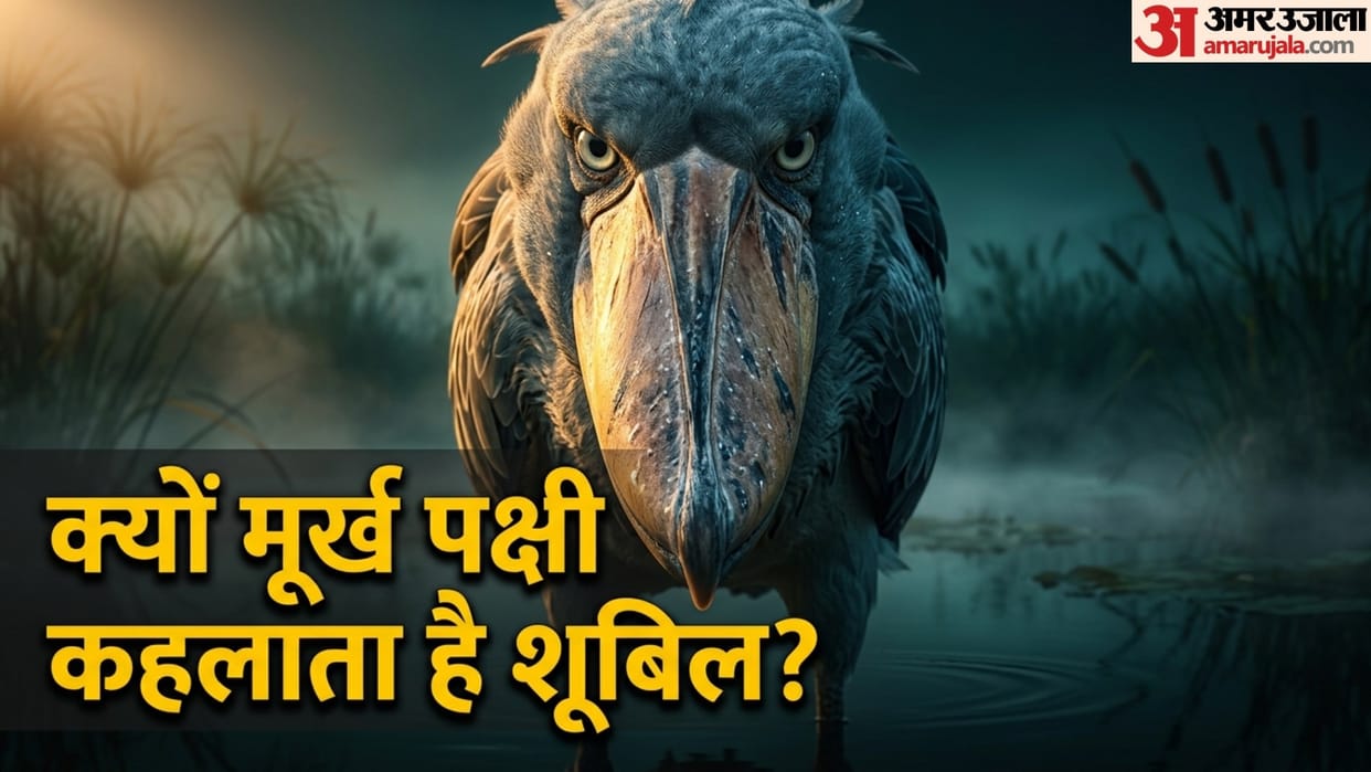 Most stupid bird shoebill which attacks crocodile without any hesitation